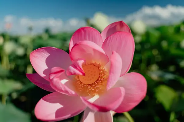 Pembe Bir Nilüfer Çiçeği Rüzgarda Sallanıyor Yeşil Yapraklarının Arka Planında — Stok fotoğraf