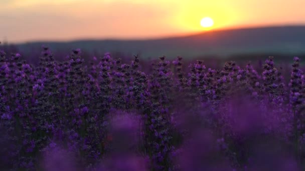 法国普罗旺斯的薰衣草场开着紫色芬芳的薰衣草花 生长的薰衣草在夕阳西下的风中飘扬 4K视频 — 图库视频影像