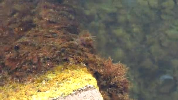 石头上的藻类浅层岩石上的绿藻和褐藻在波浪中摇曳 — 图库视频影像