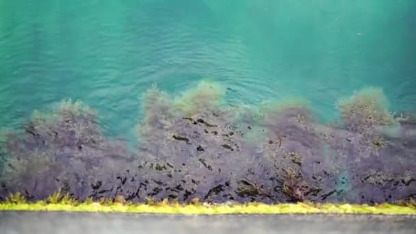 石头上的藻类浅层岩石上的绿藻和褐藻在波浪中摇曳 慢动作 — 图库视频影像