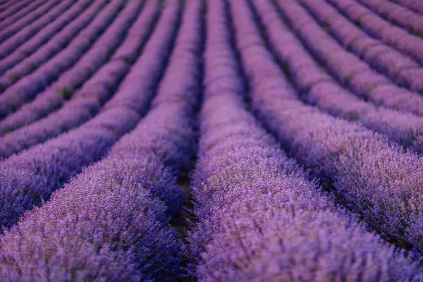 Lavendelblüten Duftende Felder Endlosen Reihen — Stockfoto