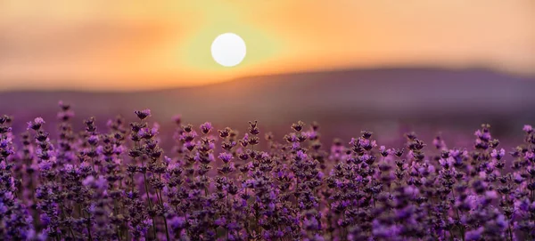 Blühender Lavendel Auf Einem Feld Bei Sonnenuntergang Der Provence Fantastische — Stockfoto