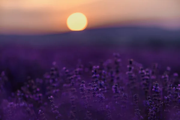 Lavanda Florescente Campo Pôr Sol Provence Fantástico Clima Verão Paisagem — Fotografia de Stock