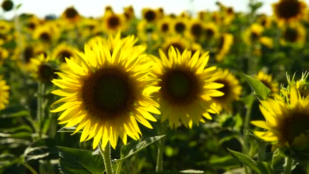 Zeitlupenvideo Eines Sonnenblumenfeldes Landwirtschaft Blick Auf Eine Blühende Sonnenblume Einem — Stockvideo