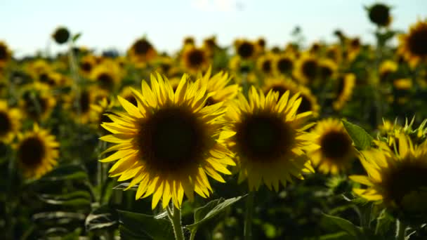 向日葵场慢镜头 看到一朵盛开的向日葵在一片片巨大的向日葵中迎风飘扬 — 图库视频影像