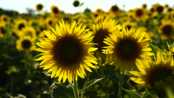 Zeitlupenvideo Eines Sonnenblumenfeldes Landwirtschaft Blick Auf Eine Blühende Sonnenblume Einem — Stockvideo