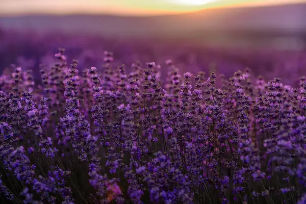 Blooming Lavender Field Sunset Provence Fantastic Summer Mood Floral Sunset — Stock Photo, Image