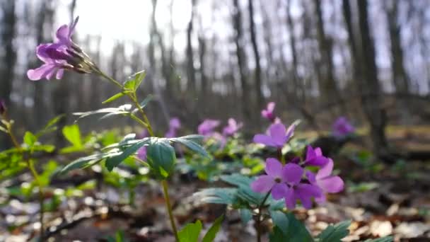 Pierwsze Wiosenne Kwiaty Leśne Cardamine Dentaria Bulbifera Wybiórcza Ostrość Fioletowe — Wideo stockowe