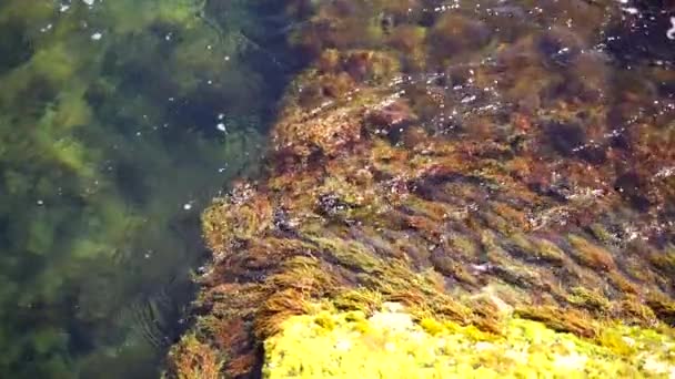 Algas Piedra Algas Verdes Algas Pardas Las Rocas Poca Profundidad — Vídeo de stock