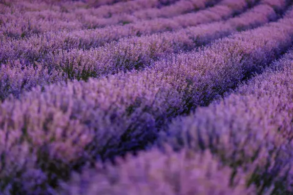 Flor Lavanda Floresce Campos Perfumados Linhas Intermináveis — Fotografia de Stock