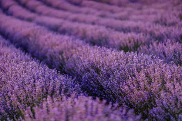 Lavendelblüten Duftende Felder Endlosen Reihen — Stockfoto