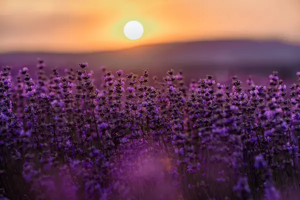 Blühender Lavendel Auf Einem Feld Bei Sonnenuntergang Der Provence Fantastische — Stockfoto