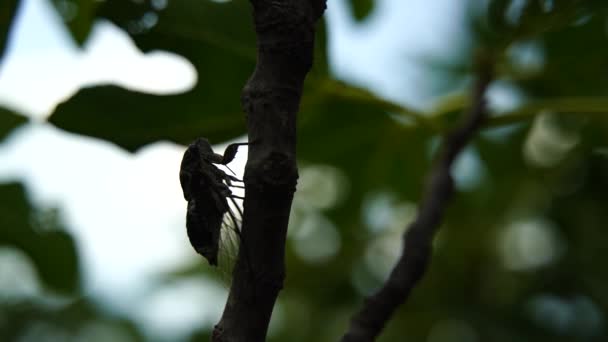 Ağustos Böceklerinin Yoğun Vızıltısının Görüntüsü Ağustos Böceği Incir Ağacına Oturur — Stok video