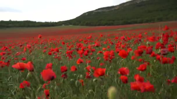 Champ Coquelicots Par Une Journée Ensoleillée Beaucoup Belles Fleurs Rouges — Video