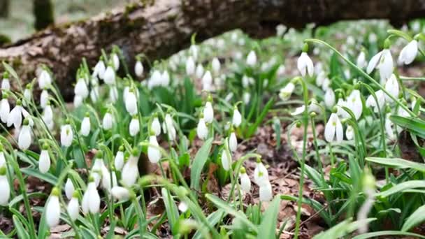 White Snowdrops Early Spring Forest Early Spring White Flowers Spring — Stock Video