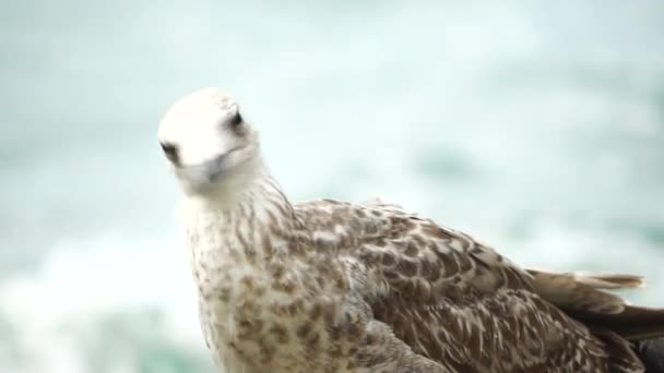 Mouette Sur Fond Mer Gros Plan Une Jeune Mouette Regarde — Video