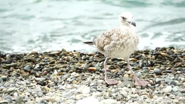 Seagull Background Sea Close Young Seagull Walks Pebble Beach Turns — Stock Video