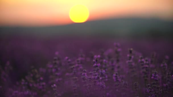 Лавандовое Поле Провансе Франция Цветущие Фиолетовые Ароматные Цветы Лаванды Растущая — стоковое видео