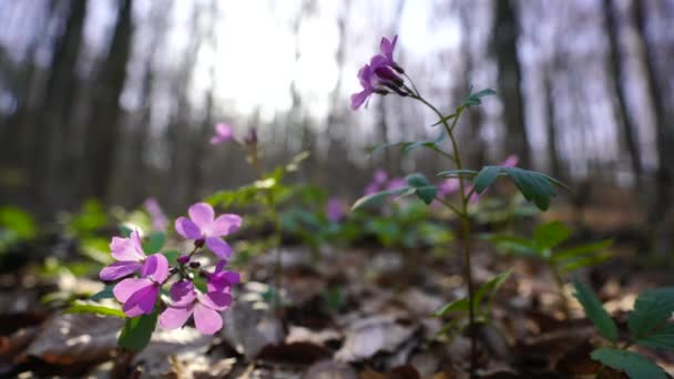 Первые Весенние Лесные Цветы Cardamine Dentaria Bulbifera Селективный Фокус Фиолетовые — стоковое видео
