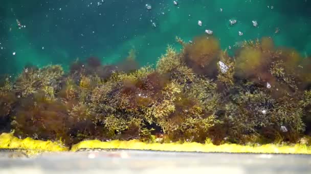 Algas Piedra Algas Verdes Algas Pardas Las Rocas Poca Profundidad — Vídeo de stock