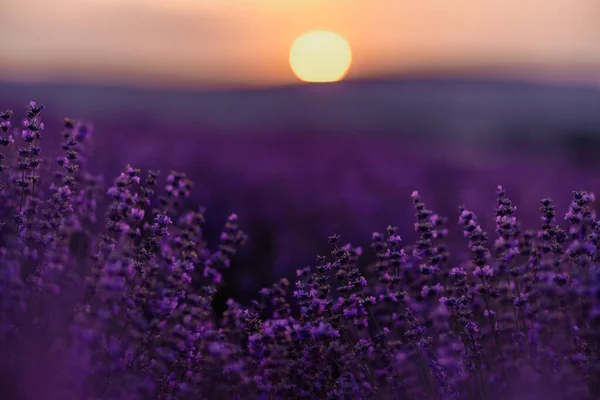 Lavanda Florescente Campo Pôr Sol Provence Fantástico Clima Verão Paisagem — Fotografia de Stock