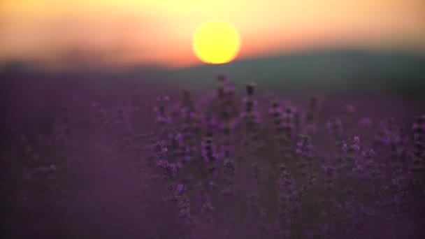 Lavendelfeld Der Provence Frankreich Blühende Lila Duftende Lavendelblüten Wachsender Lavendel — Stockvideo