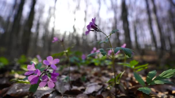 Erste Frühlingsblüher Cardamine Dentaria Bulbifera Selektiver Fokus Lila Und Fliederfarbene — Stockvideo