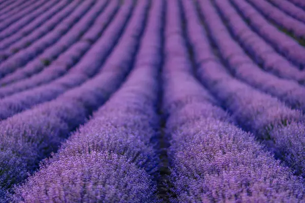 Flor Lavanda Florece Campos Fragantes Filas Interminables —  Fotos de Stock