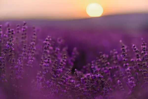 Blühender Lavendel Auf Einem Feld Bei Sonnenuntergang Der Provence Fantastische — Stockfoto