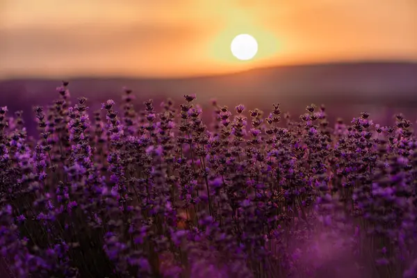 Provence Günbatımında Tarlada Açan Lavanta Çiçekleri Harika Bir Yaz Havası — Stok fotoğraf