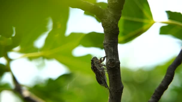 Felvételek Kabócák Zümmögéséről Kabóca Egy Fügefán Lassú Felvétel Cicada Lyristes — Stock videók