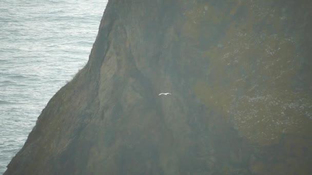 Meeuwen Vliegen Tegen Bergen Boven Zee — Stockvideo