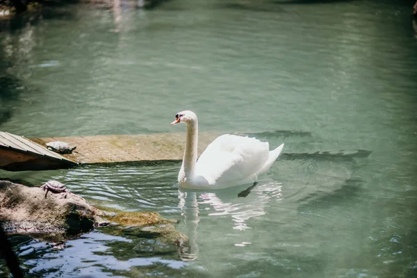 Cigno Sull Acqua Blu Del Lago Nella Giornata Sole Cigni — Foto Stock