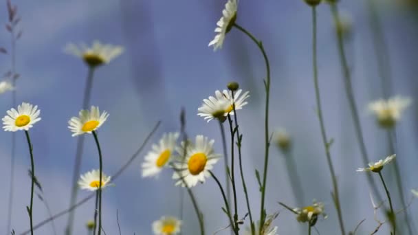 Campo Margaritas Blancas Viento Balancea Cámara Lenta Cámara Lenta Concepto — Vídeo de stock