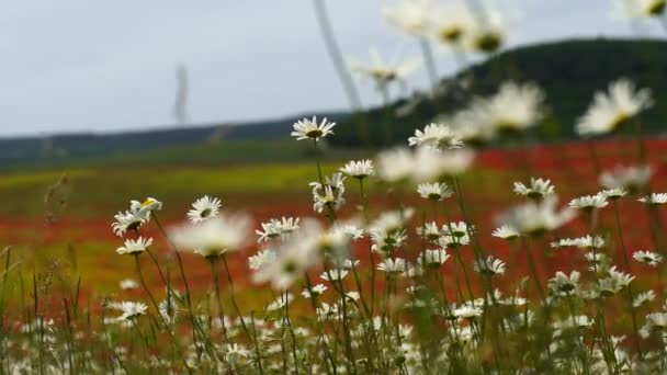 Champ Camomille Mélangé Avec Des Coquelicots — Video