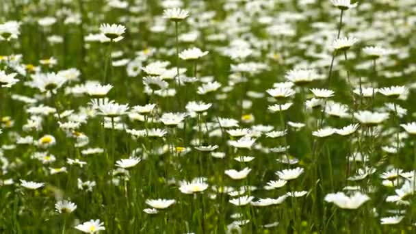 Een Veld Van Witte Madeliefjes Wind Zwaait Close Slow Motion — Stockvideo