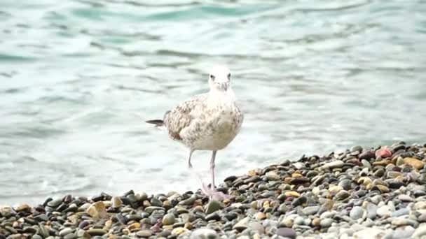 Gaviota Fondo Del Mar Cerca Una Joven Gaviota Camina Por — Vídeos de Stock