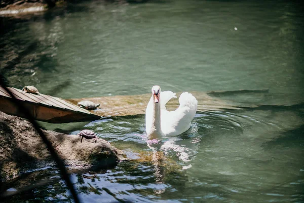 Schwan Auf Blauem Seewasser Sonnigen Tagen Schwäne Auf Teich Naturserie — Stockfoto