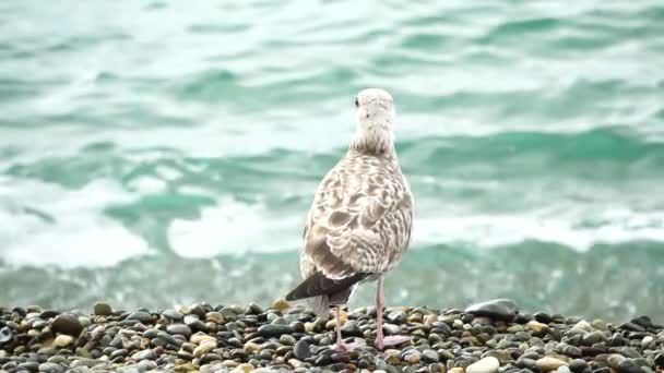 Mås Bakgrunden Havet Närbild Ung Mås Går Längs Stenstranden Och — Stockvideo