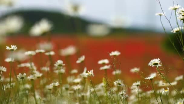 Een Veld Kamille Vermengd Met Papaver — Stockvideo