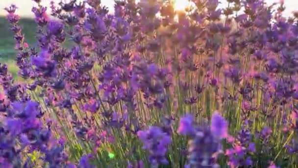 Close Van Lavendelbloemen Een Veld Als Camera Doorheen Loopt Uit — Stockvideo