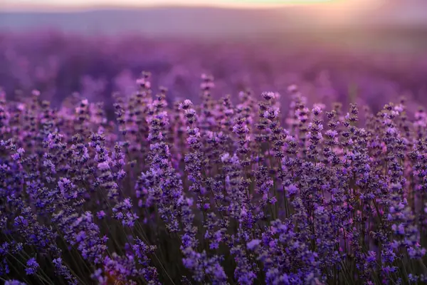 Blooming Lavender Field Sunset Provence Fantastic Summer Mood Floral Sunset — Stock Photo, Image