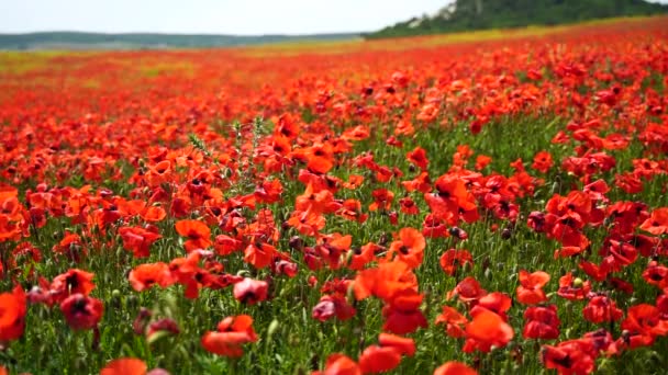 スローモーション 野生のポピー 美しい夏の田園風景のフィールド 明るい赤い花 晴れた日と新鮮な緑の牧草地 — ストック動画
