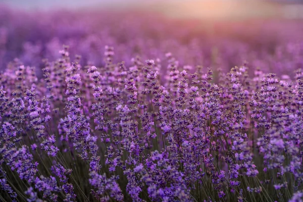 Blooming Lavender Field Sunset Provence Fantastic Summer Mood Floral Sunset — Stock Photo, Image