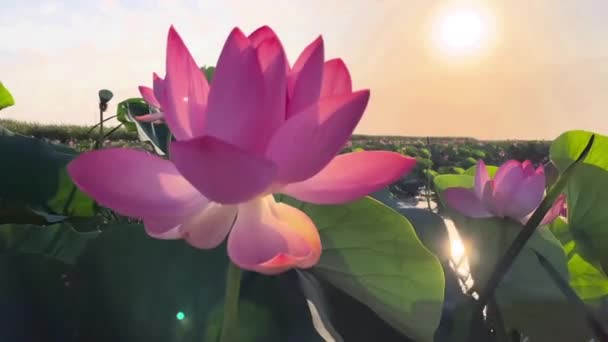 Zonsopkomst Het Gebied Van Lotussen Roze Lotus Nelumbo Nucifera Zwaait — Stockvideo