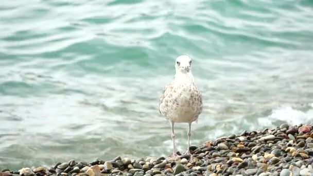 Seagull Background Sea Close Young Seagull Walks Pebble Beach Turns — Stock Video
