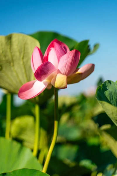 Eine Rosa Lotusblume Wiegt Sich Wind Nelumbo Nucifera Vor Dem — Stockfoto