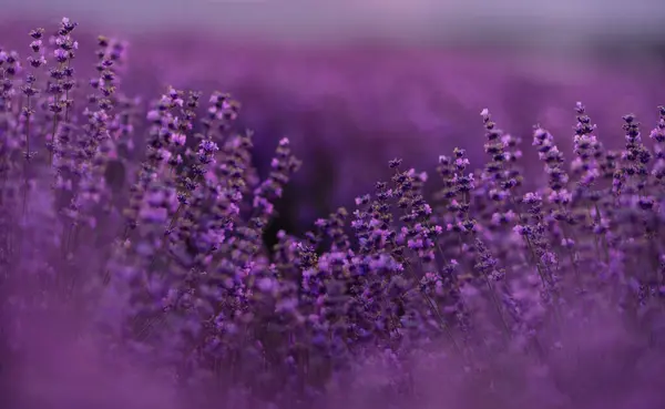 Lavanda Floreciente Campo Atardecer Provenza Fantástico Estado Ánimo Verano Paisaje —  Fotos de Stock