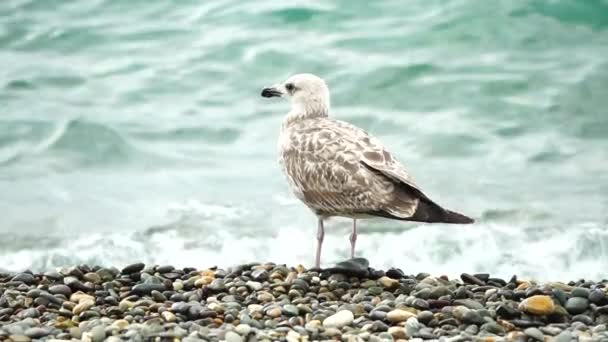 Mås Bakgrunden Havet Närbild Ung Mås Går Längs Stenstranden Och — Stockvideo