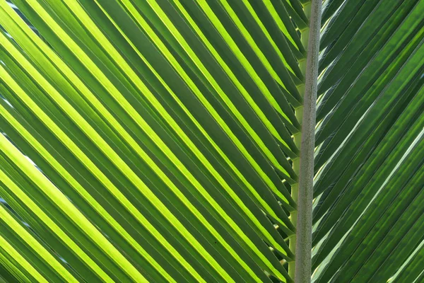 Patrón Hojas Coco Para Naturaleza Fondo — Foto de Stock